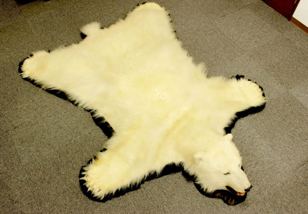 高級美術品 白熊 シロクマ 剥製 全長192cm 爪あり 毛皮絨毯 敷物 ラグマット 旧家蔵出品を買い取りいたしました。